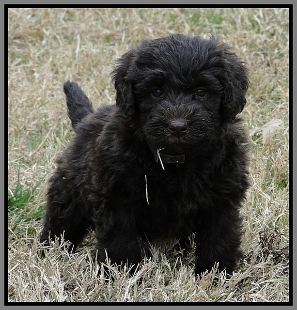 TH pups 5.5 wks old 10