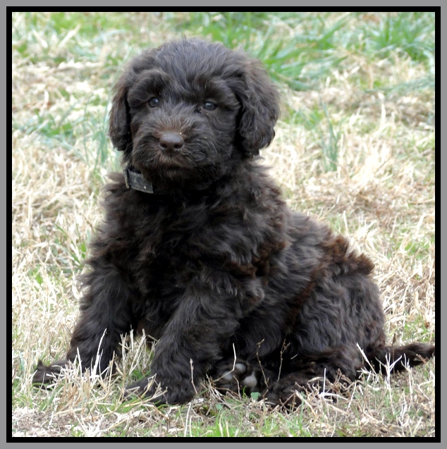 TH pups 5.5 wks old 11