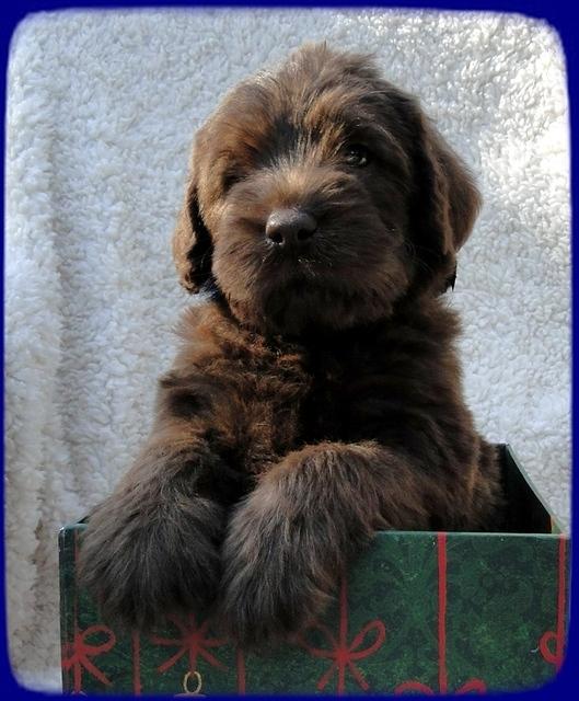 TH pups 5 wks old ab 12