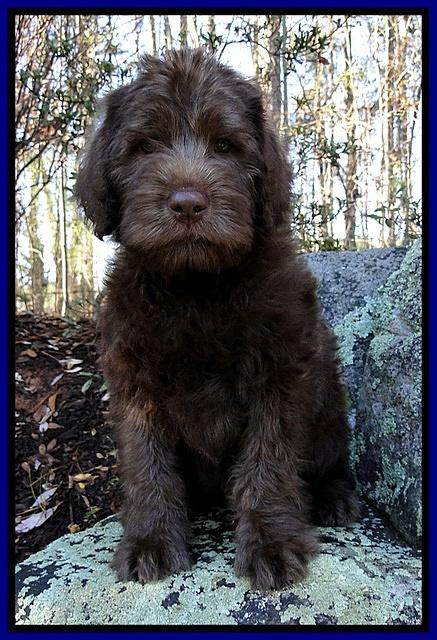 TH pups 8 wks old 19