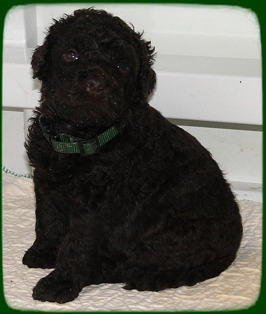 TH pups 3 wks old 53