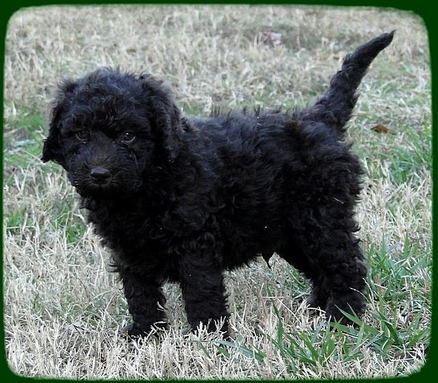 TH pups 5.5 wks old 24