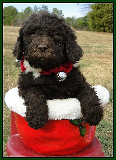 TH pups 6.5 wks old 32