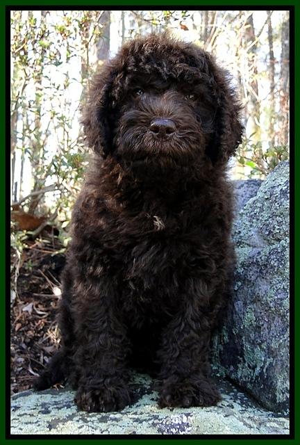 TH pups 8 wks old 11