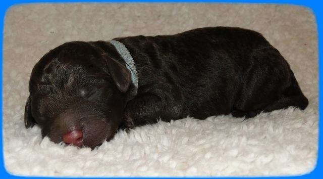 TH pups 1 day old 27