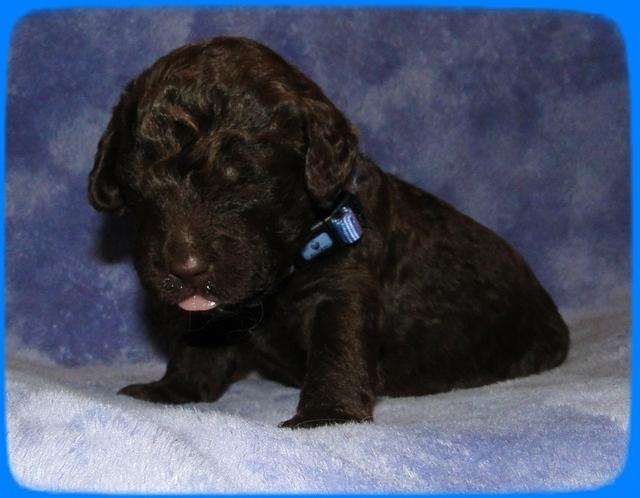 TH pups 2 wks old 28