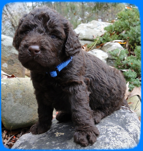 TH pups 3 wks old 28