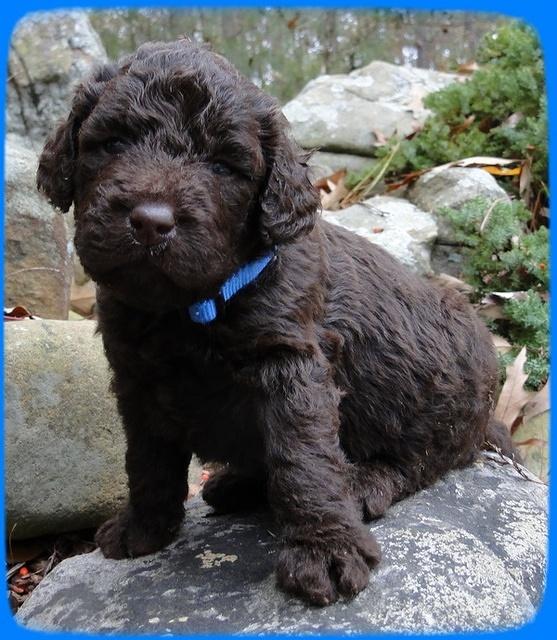 TH pups 3 wks old 30