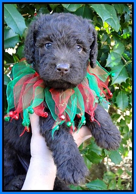 TH pups 5 wks old 13