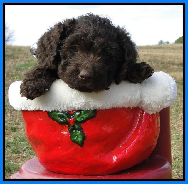 TH pups 6.5 wks old 26