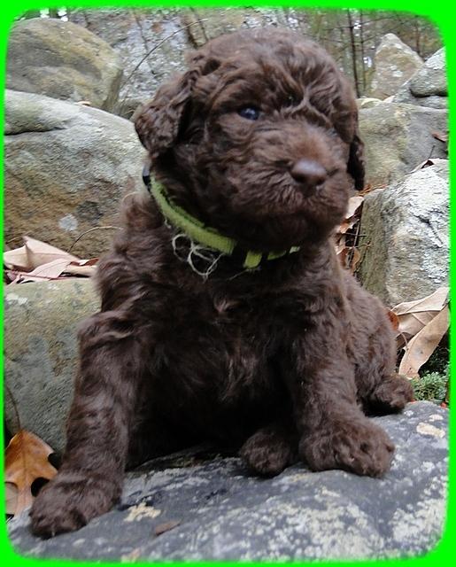 TH pups 3 wks old 11