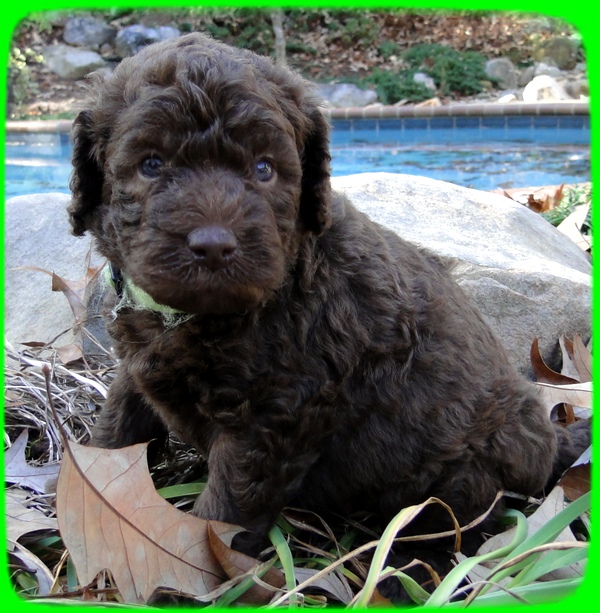 TH pups 4 wks old 7