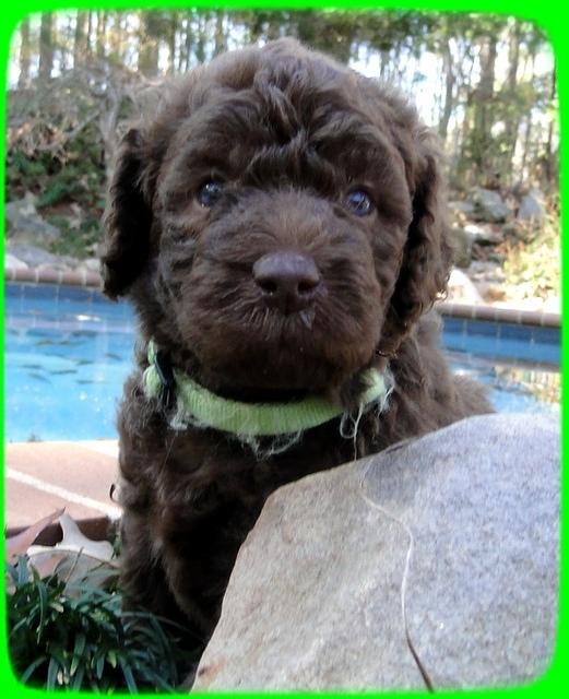 TH pups 4 wks old 8
