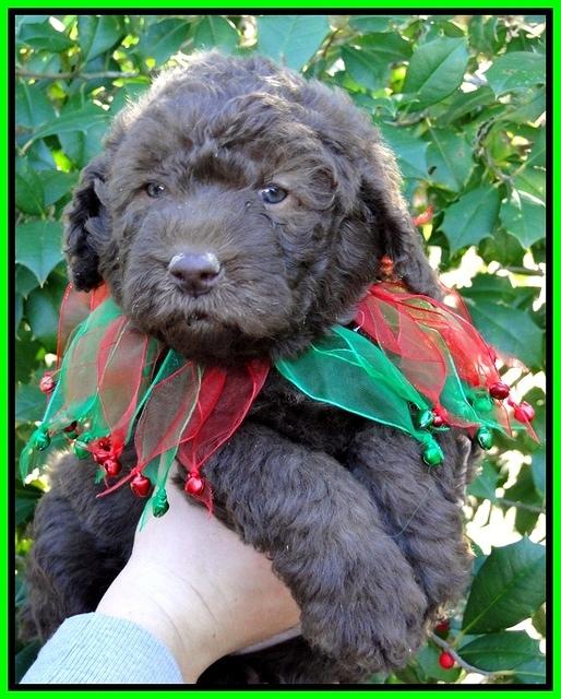 TH pups 5 wks old 6