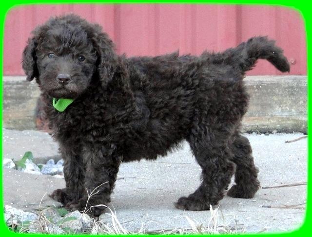 TH pups 5.5 wks old 20