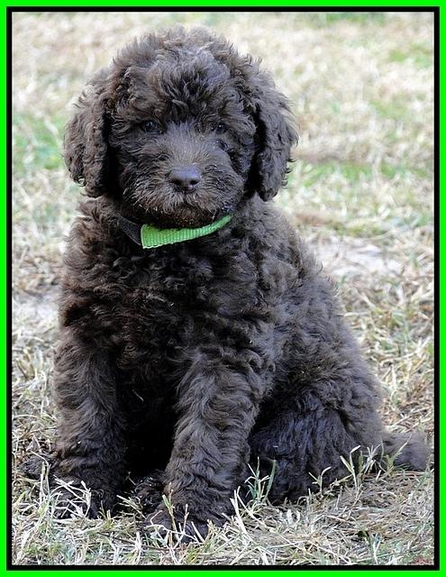 TH pups 5.5 wks old 64