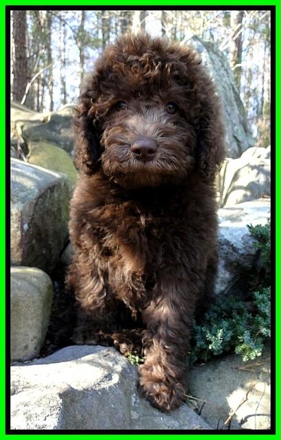 TH pups 8 wks old 91