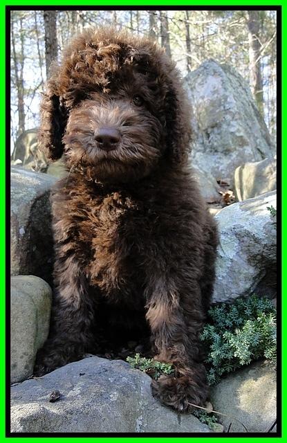 TH pups 8 wks old 95