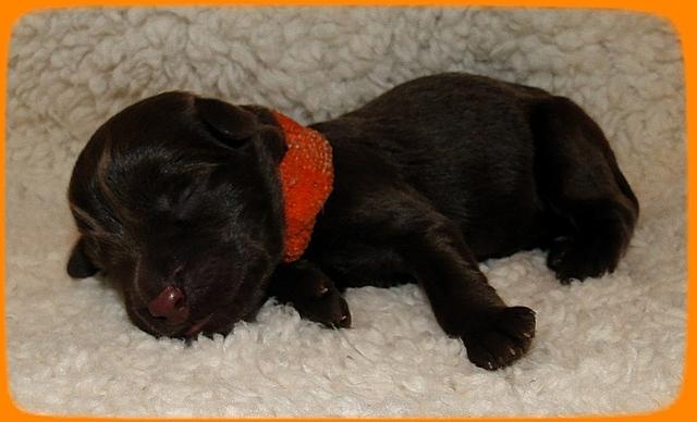TH pups 1 day old 25
