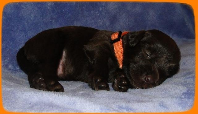 TH pups 2 wks old 24