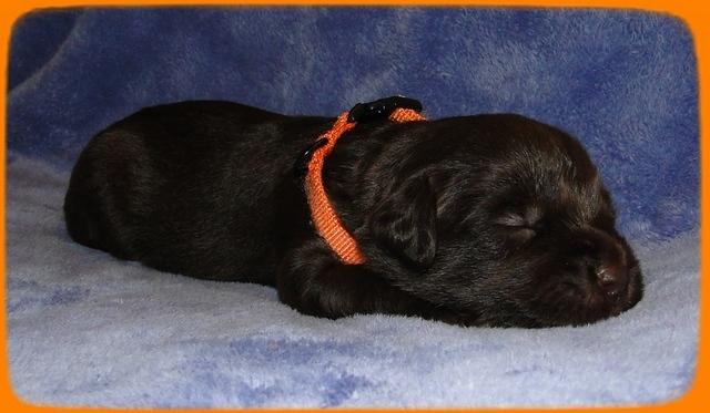 TH pups 2 wks old 25