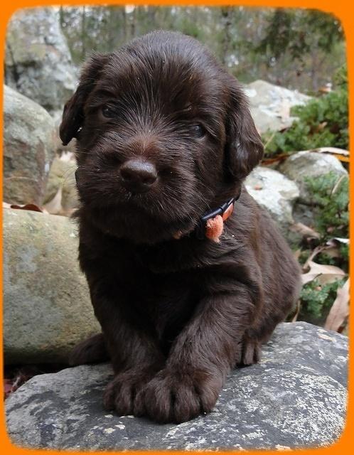 TH pups 3 wks old 25