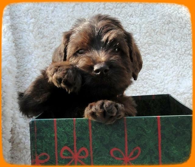 TH pups 5 wks old ab 14