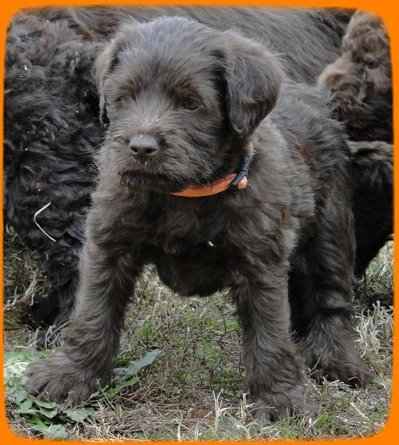 TH pups 5.5 wks old 12