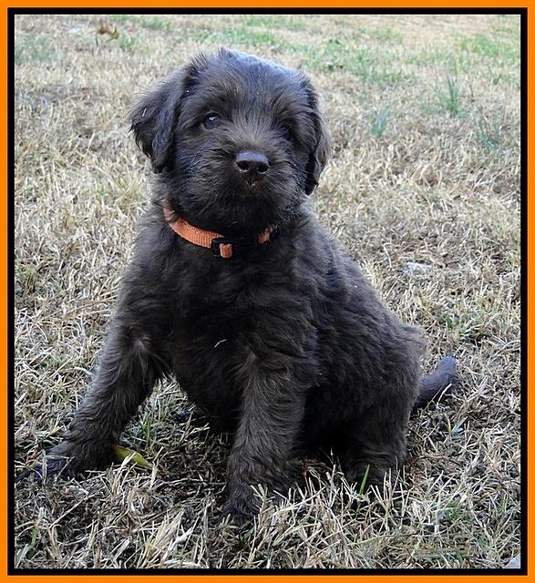 TH pups 5.5 wks old 67