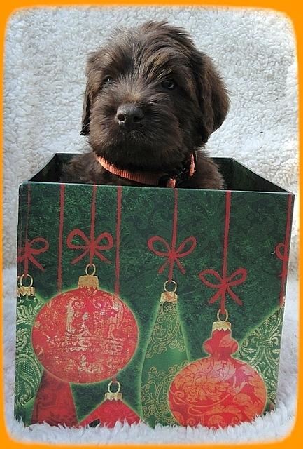 Th pups 5 wks old ab 15