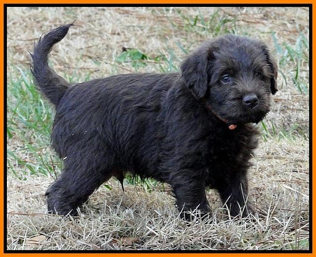 Th pups 5.5 wks old 70