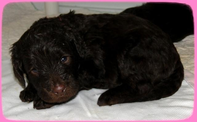 TH pups 3 wks old 63 (2)