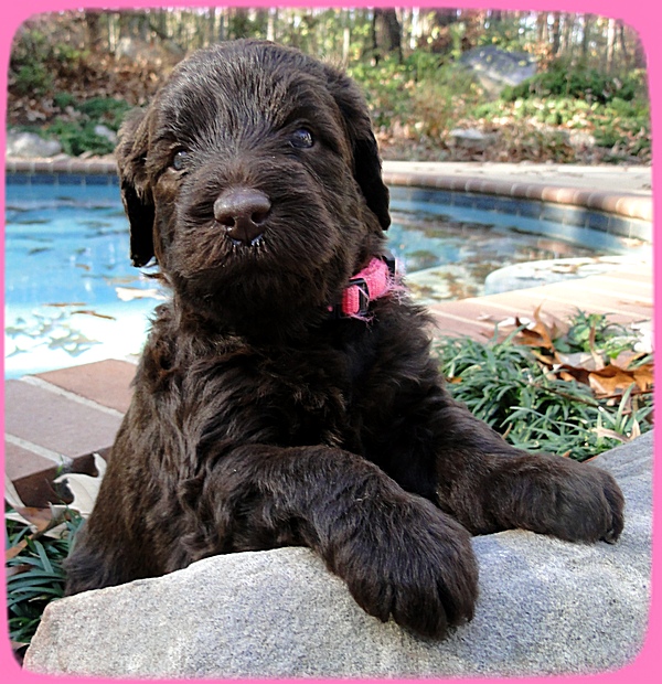 TH pups 4 wks old 3