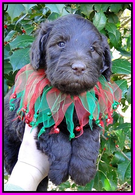 TH pups 5 wks old 24