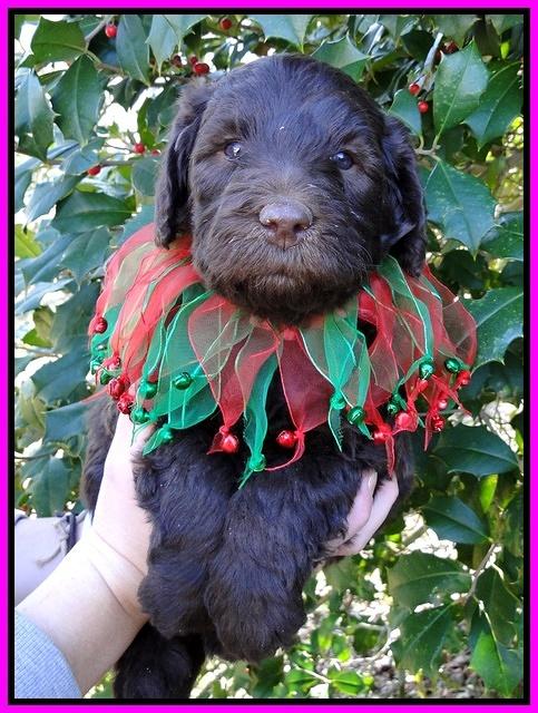 TH pups 5 wks old 25