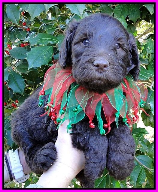 TH pups 5 wks old 26