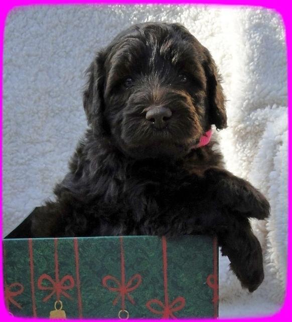 TH pups 5 wks old ab 22