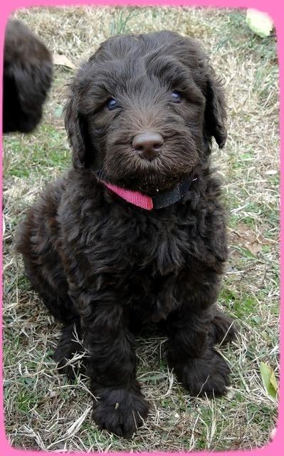 TH pups 5.5 wks old 6