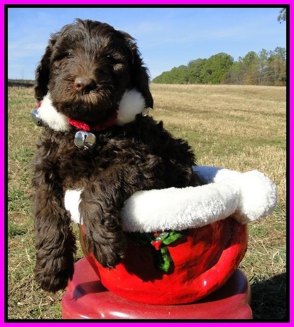 TH pups 6.5 wks old 4