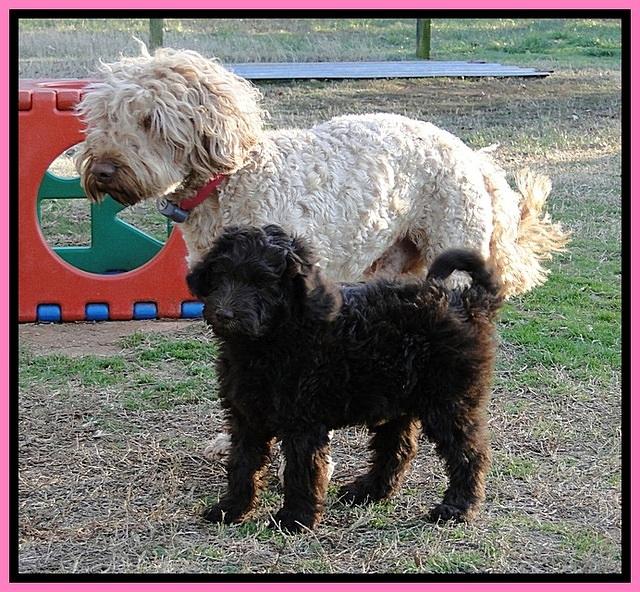 TH pups 8 wks old 86