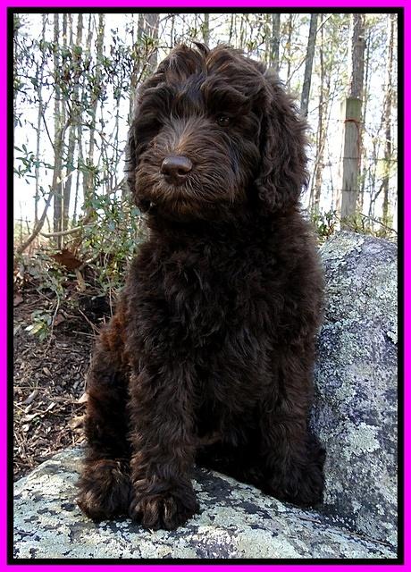 TH pups 8 wks old 96