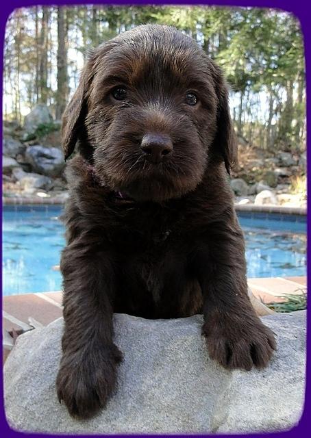 TH pups 4 wks old 5