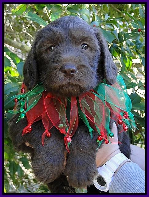 TH pups 5 wks old 7
