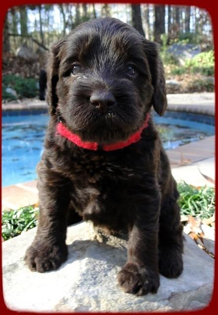 TH pups 4 wks old 24