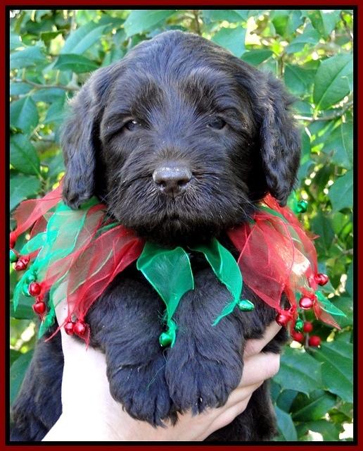 TH pups 5 wks old 1