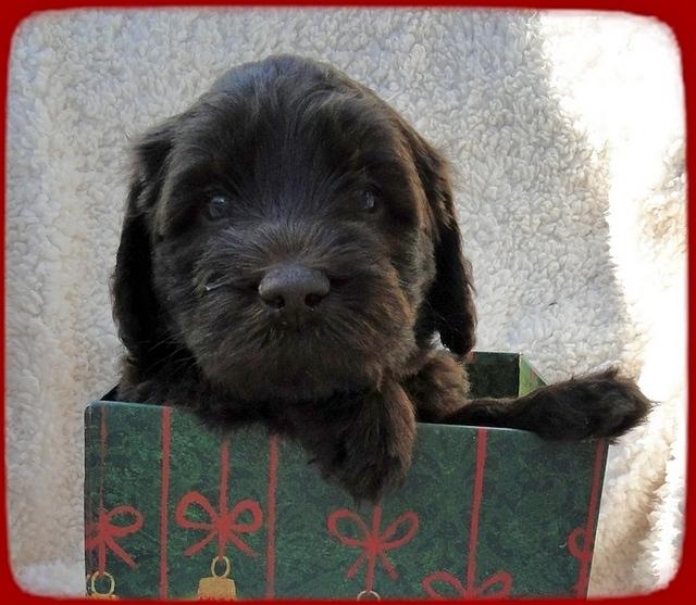 TH pups 5 wks old ab 24