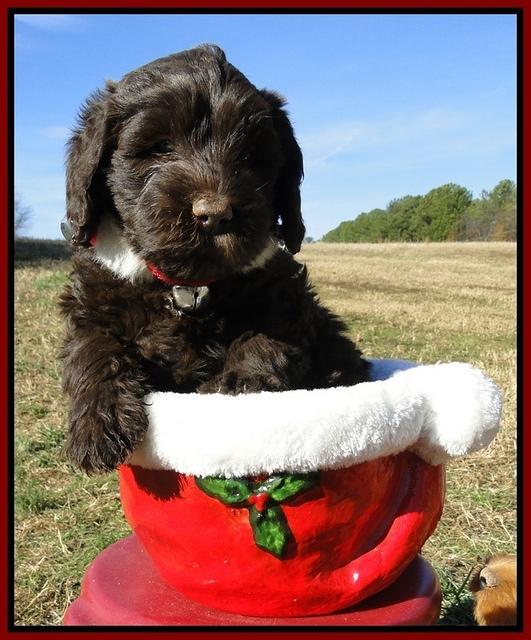 TH pups 6.5 wks old 10