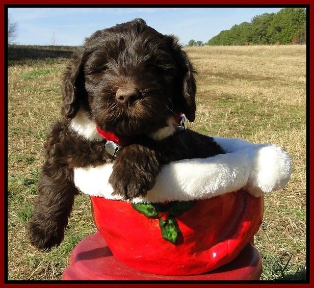 TH pups 6.5 wks old 11