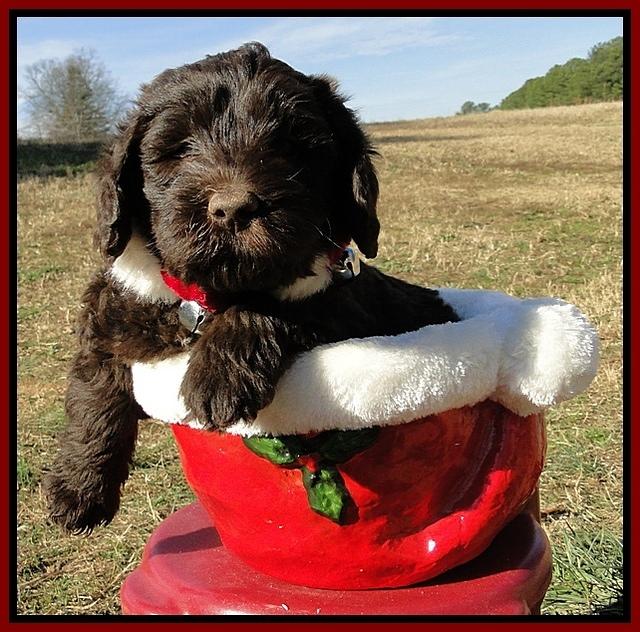 TH pups 6.5 wks old 9