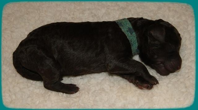 TH pups 1 day old 17